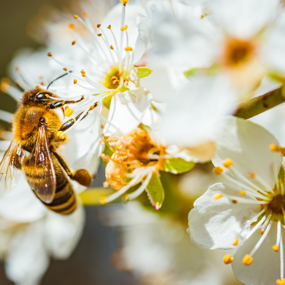 Crystal Plant Support: Attract Beneficial Insects + Boost Pollination Naturally