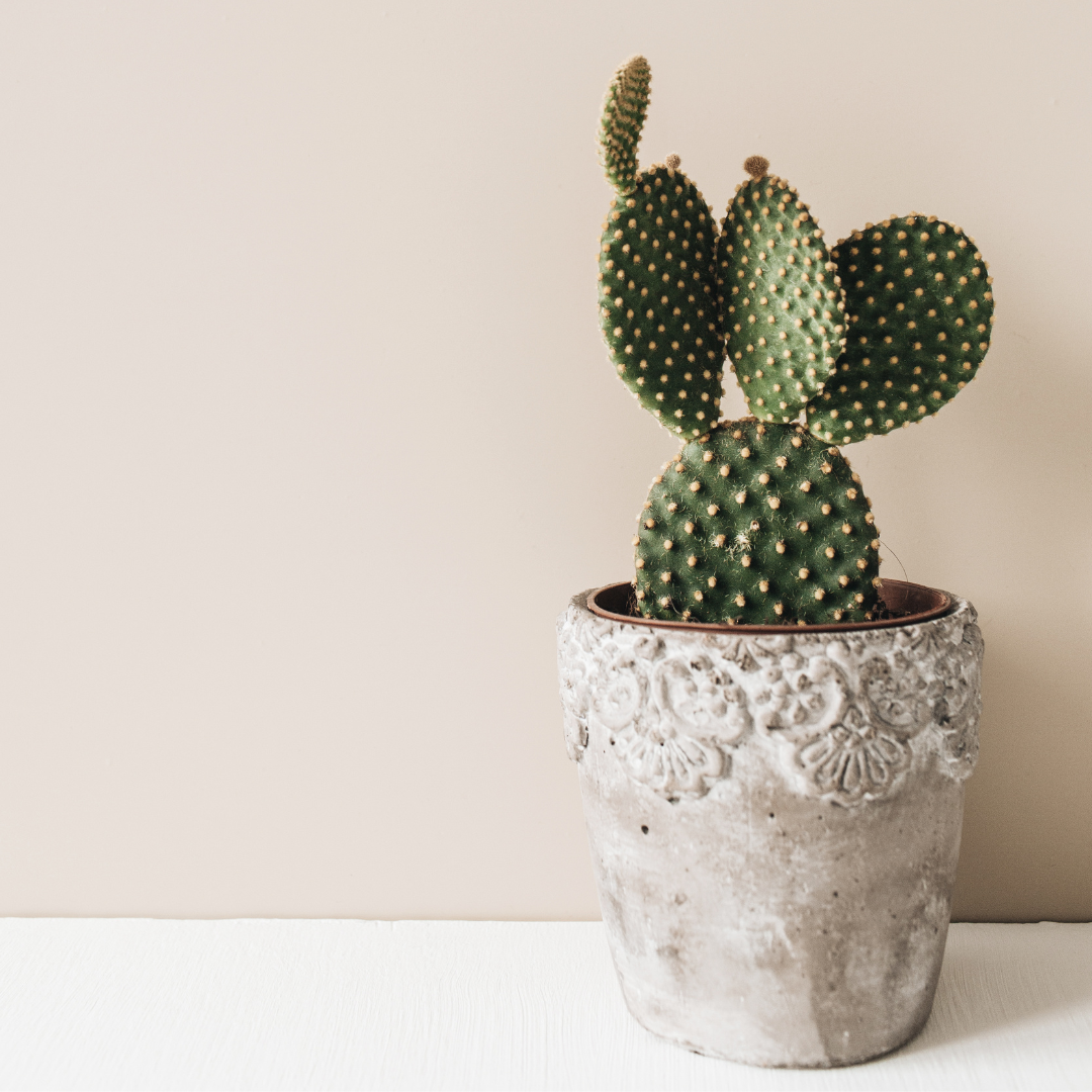 Best Crystal Plant Support for Spiky, Resilient Cactus Plants