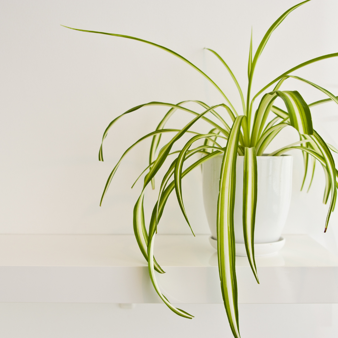 The Best Air-Purifying Crystals for a Clean and Harmonious Space