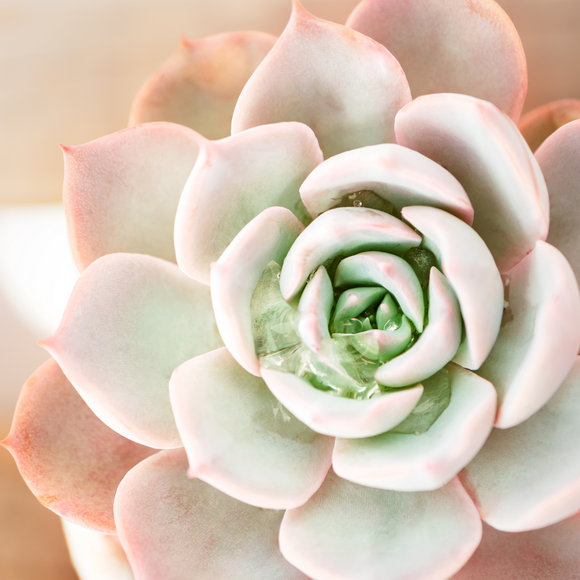 Best Crystals to Support Succulents and Drought-Resistant Plants