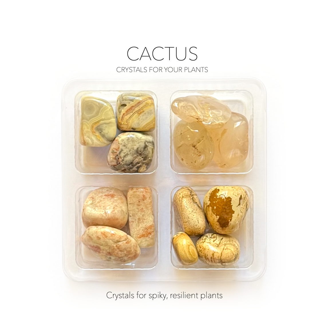 CACTUS COMPANION  - Crystals for Plants Rox Box